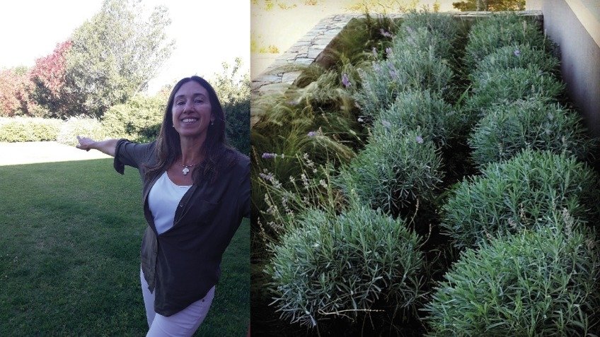 Lucía Blanco y su pasión por el bajo mantenimiento: lavandas, nassella tenuissima y westringia fruticosa, al lado sisirrinchos amarillos e inmortales.